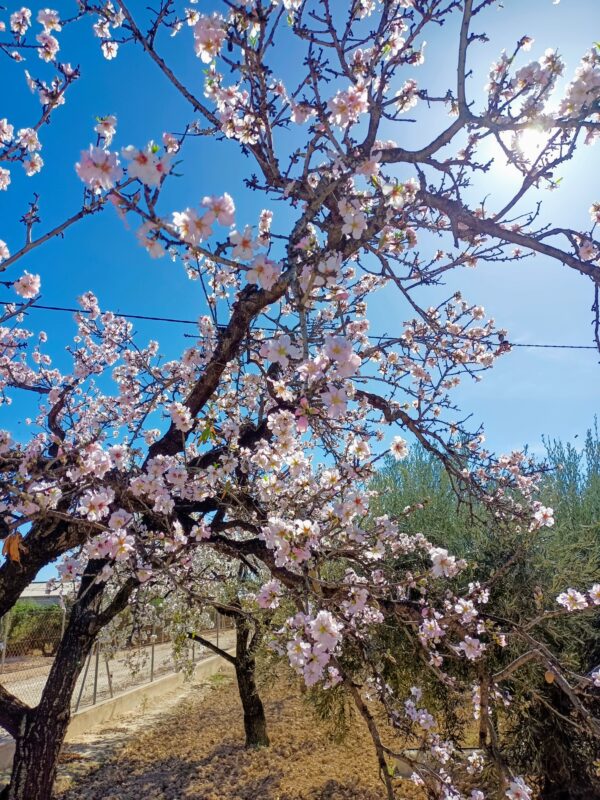 Visit a Winery in Alicante - Imagen 5