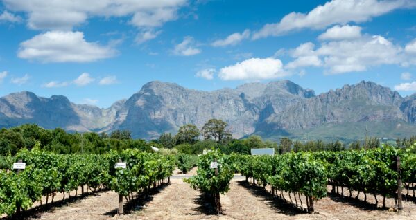 Visit a Winery in Alicante - Imagen 4