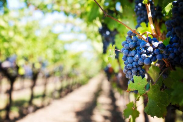 Visit a Winery in Alicante