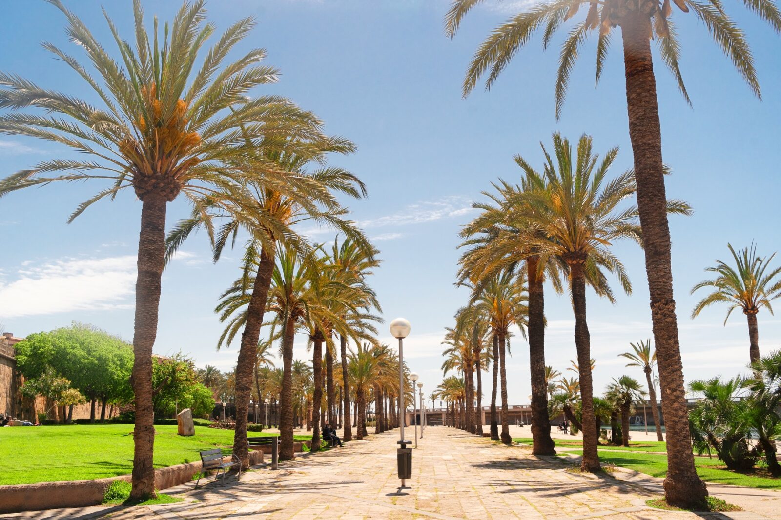 Palmeral of Elche